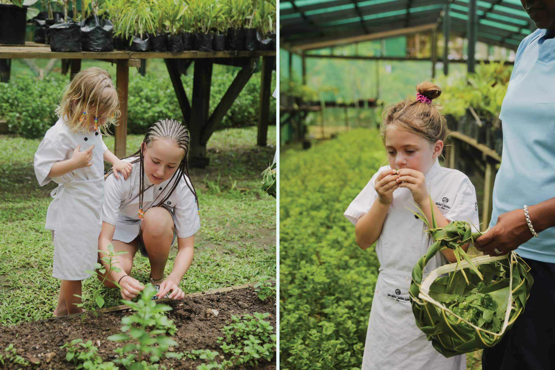 2-Fiji-Organic-Farm