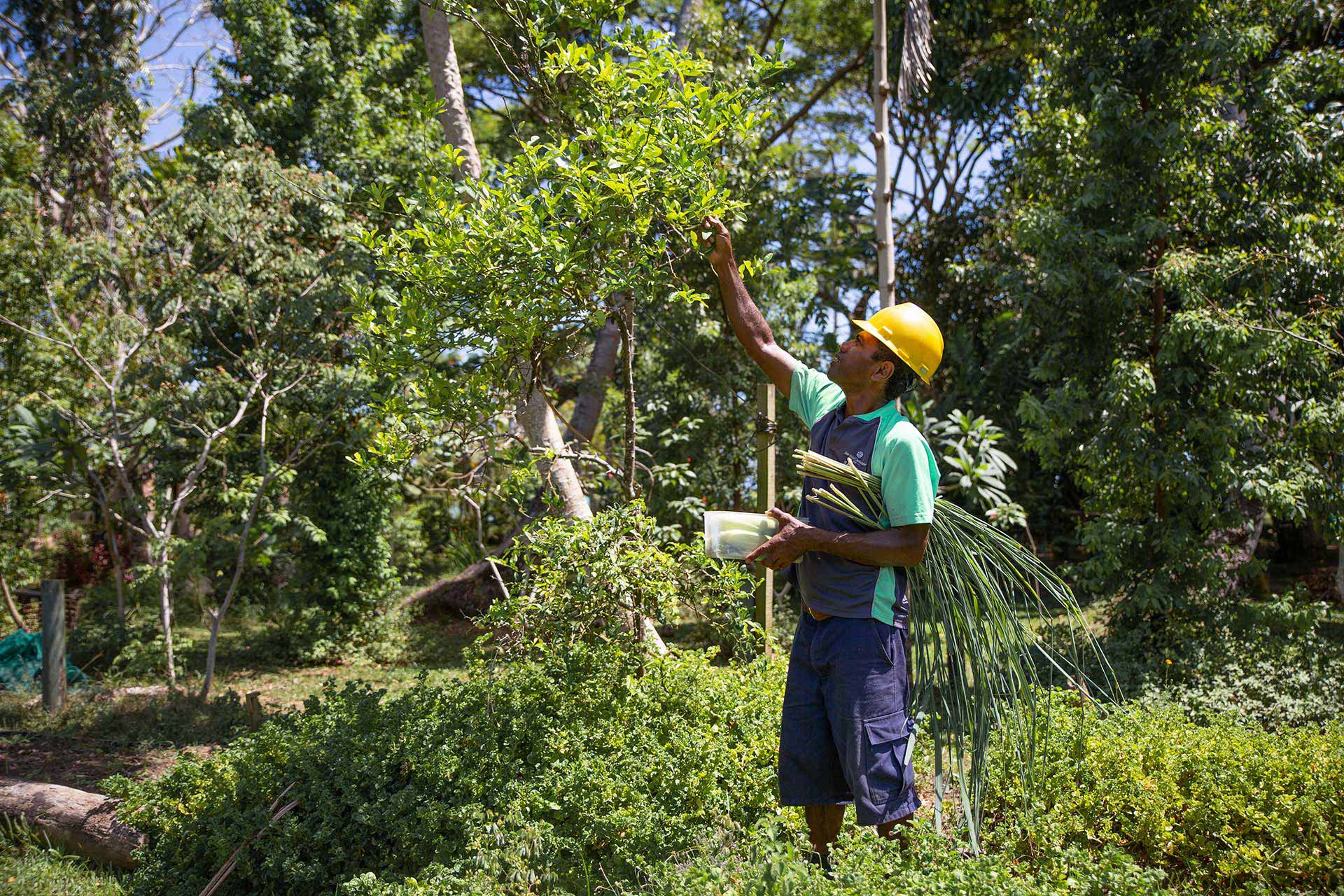 3-Fiji-Organic-Farm