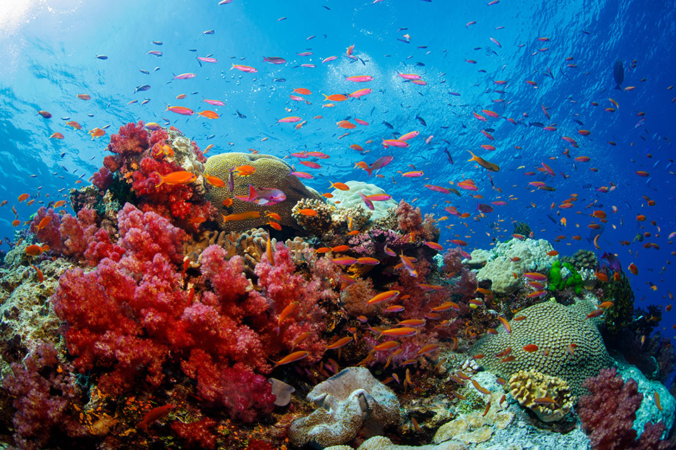 7-Fiji-Organic-Farm