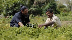 Fiji Natural Medicine Botanicals